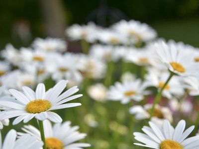 Shasta Daisy