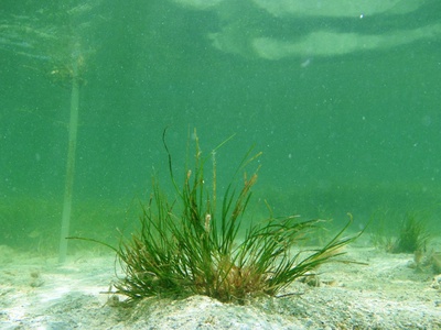 Shoal grass