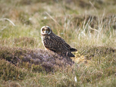 Short-eared Owl