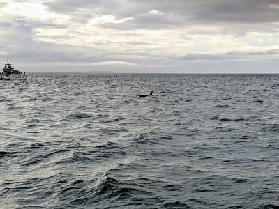 Short-finned pilot whale