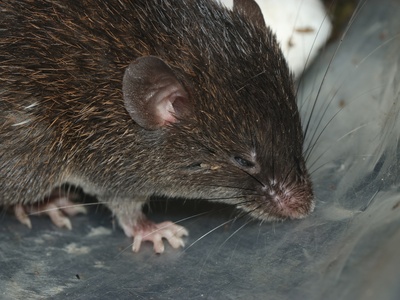 Short-nosed spiny mouse