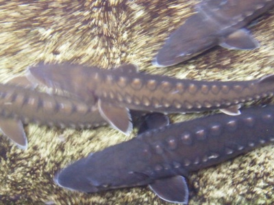 Shortnose sturgeon