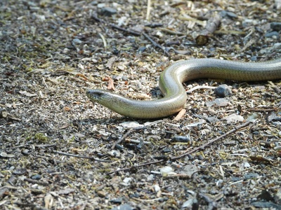 Shovel-nosed snake