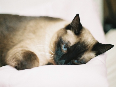 Siamese