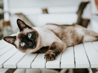 Siamese