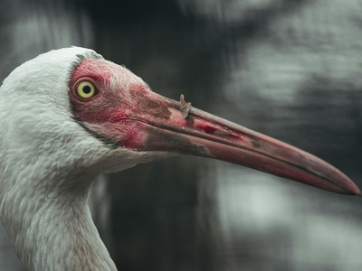 Siberian crane