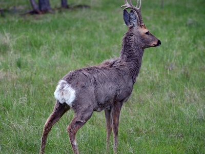Siberian roe deer