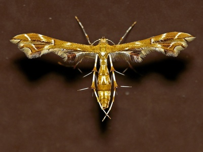 Siberian silk moth