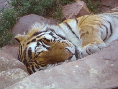 Siberian tiger (Amur tiger)