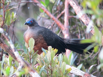 Sickle-winged Guan