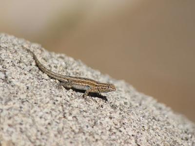 Side-blotched lizard