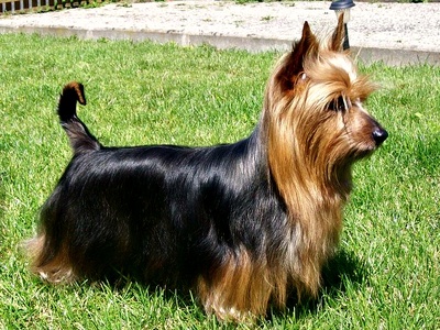 Silky Terrier