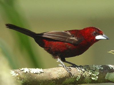 Silver-beaked Tanager