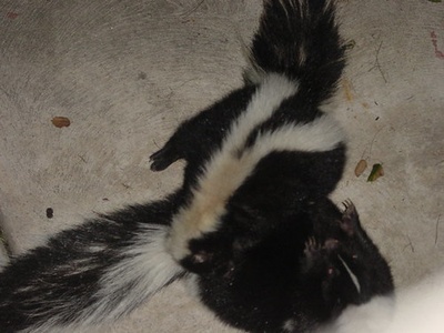 Skunk