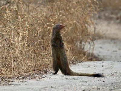 Small Indian mongoose