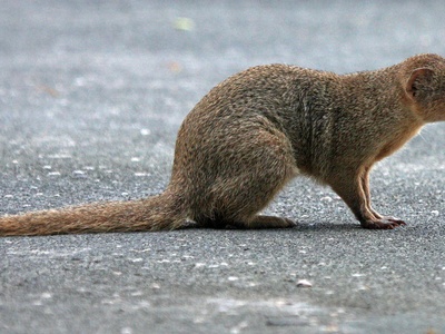 Small Indian mongoose