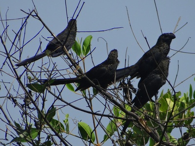 Smooth-billed ani