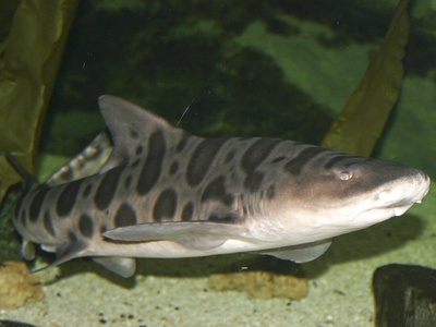 Smooth-hound (common)