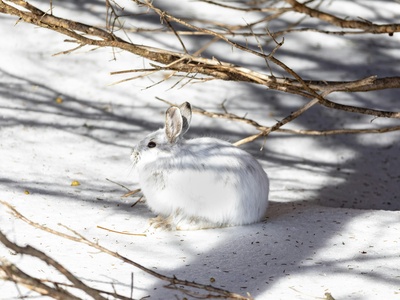 Snowshoe hare