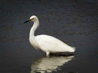 Snowy egret