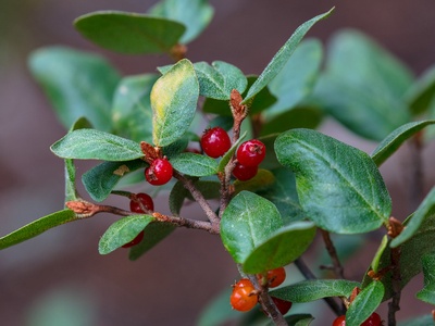 Soapberry / buffaloberry