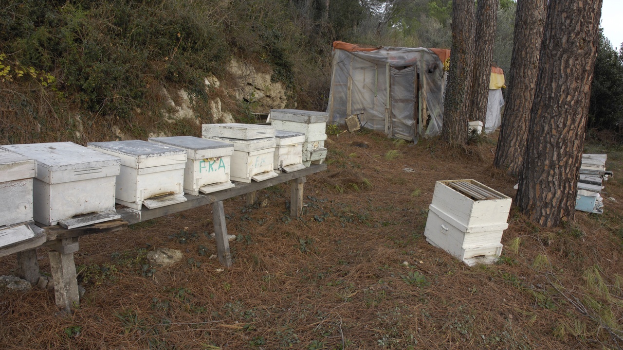 Interior of a bee hive with wax comb and a paper wasp nest under an eave