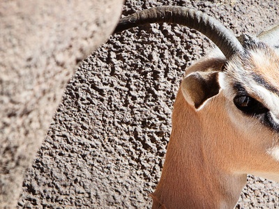 Soemmerring's gazelle