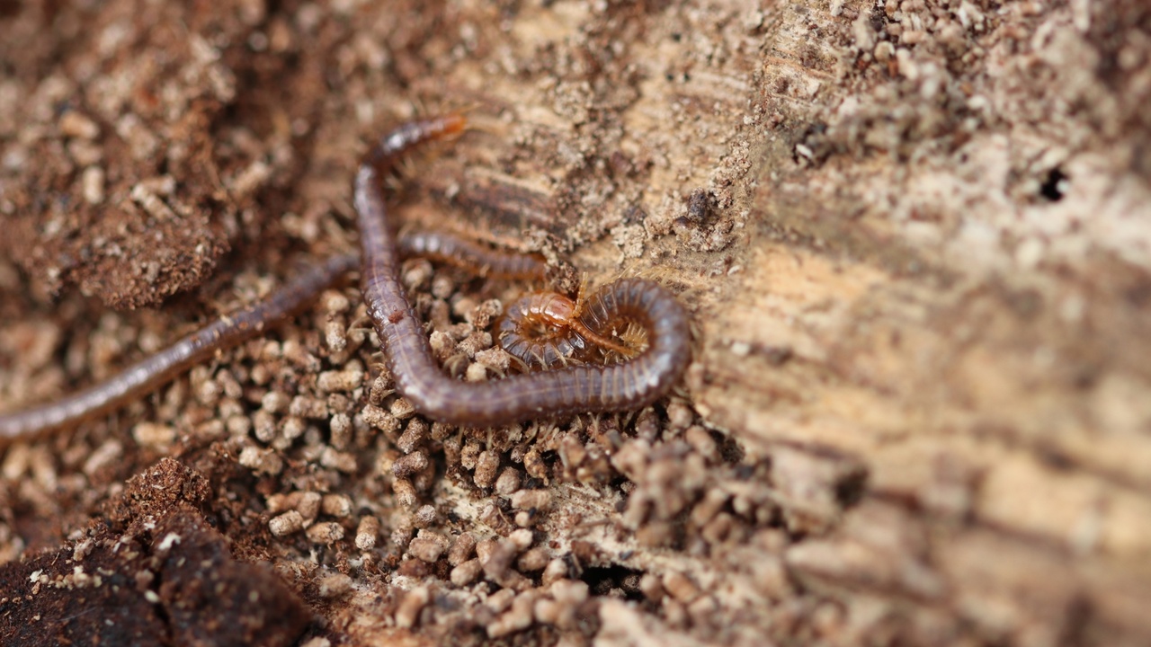 Long, thin soil centipede crawling through leaf litter close to bark