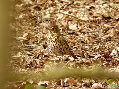 Song Thrush