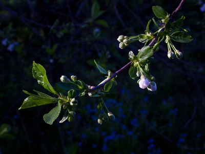 Sour cherry (Morello)