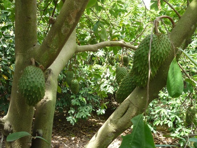 Soursop (Graviola)