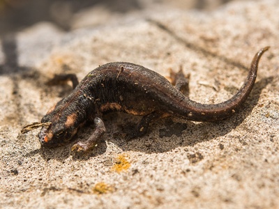 Southern banded newt