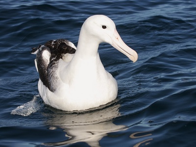 Southern royal albatross