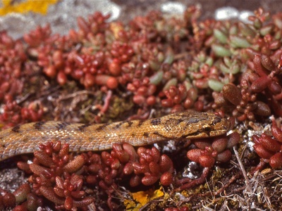 Southern smooth snake