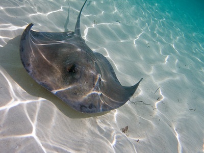 Southern stingray