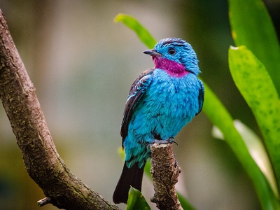 Spangled Cotinga