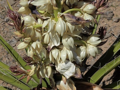Spanish bayonet (Yucca)