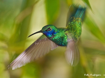 Sparkling Violetear