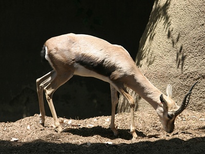 Speke's gazelle