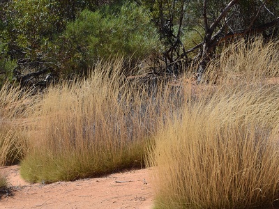 Spinifex (triodia)