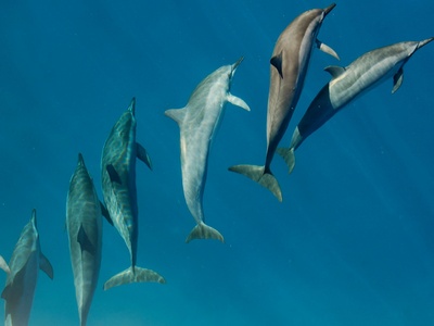 Spinner dolphin