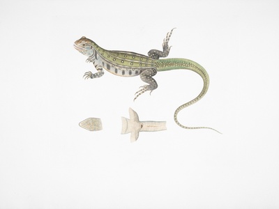 Spiny-tailed lizard (Dabb)