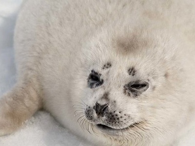 Spotted (Largha) seal