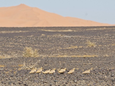 Spotted sandgrouse
