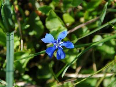 Spring gentian