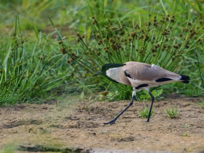 Spur‑winged Lapwing