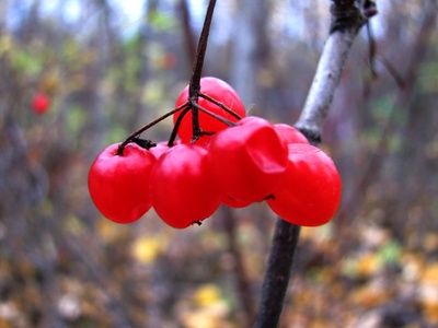 Squashberry / highbush cranberry