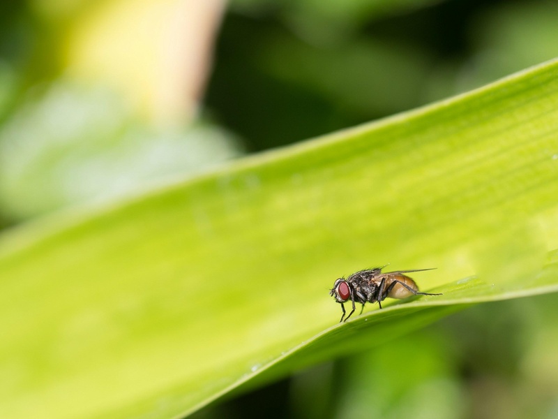 Bull Fly Insect List of African Savanna Insects - Flora Fauna Fun