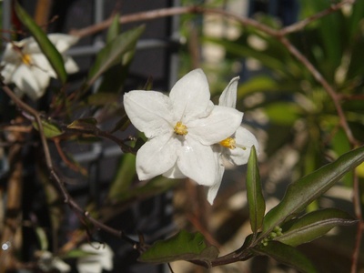 Star Jasmine