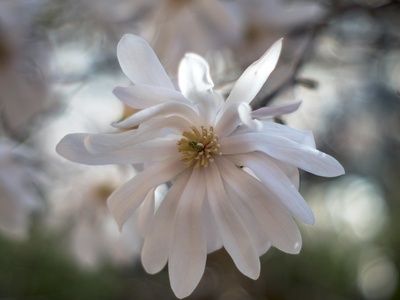 Star Magnolia